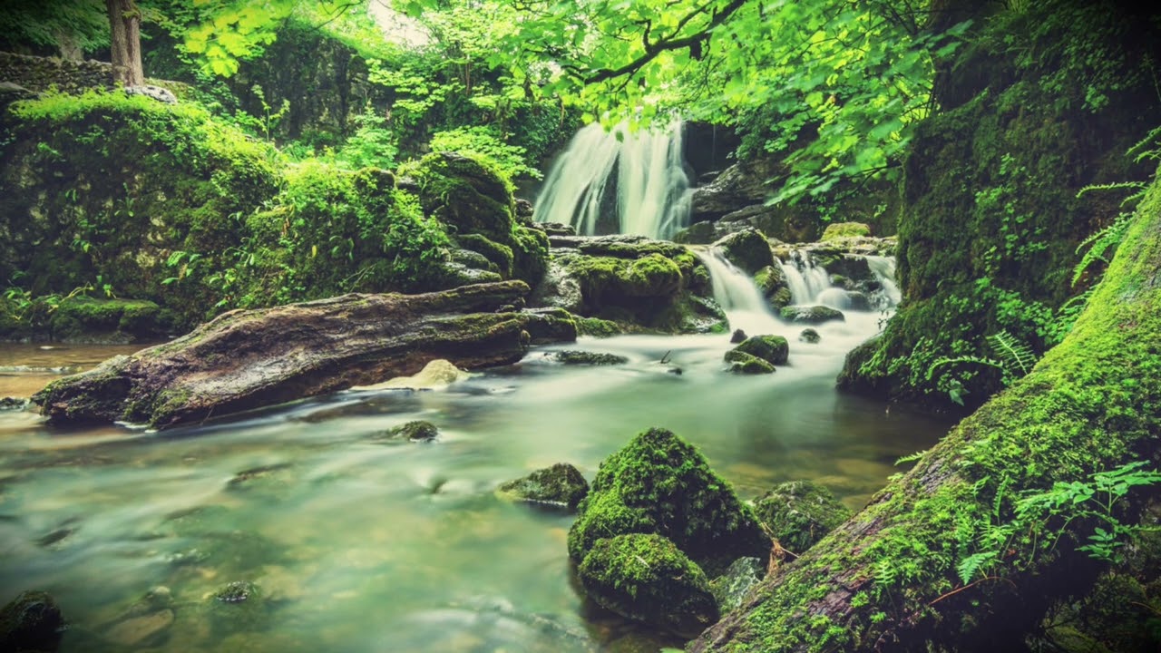 Relaxing your Mind and Body | Take a break with nature sounds