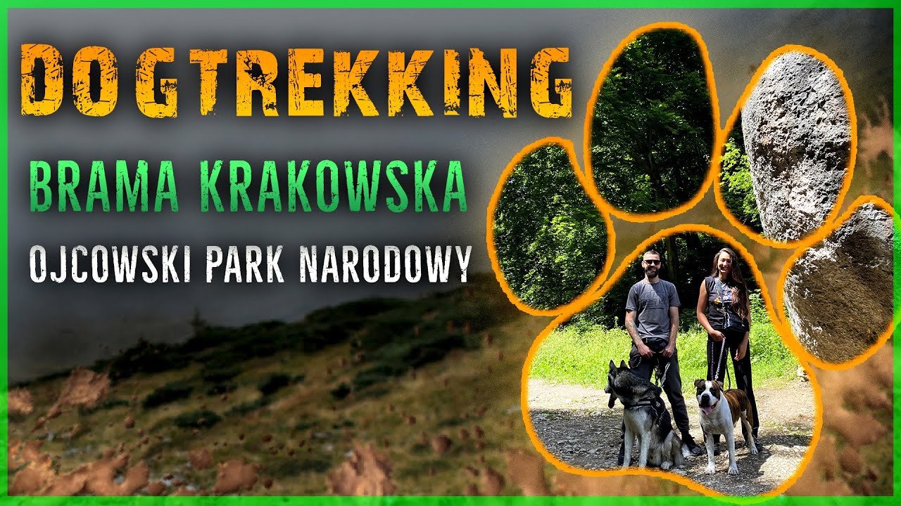 DOGTREKKING | BRAMA KRAKOWSKA | OJCOWSKI PARK NARODOWY | Amstaff | Husky