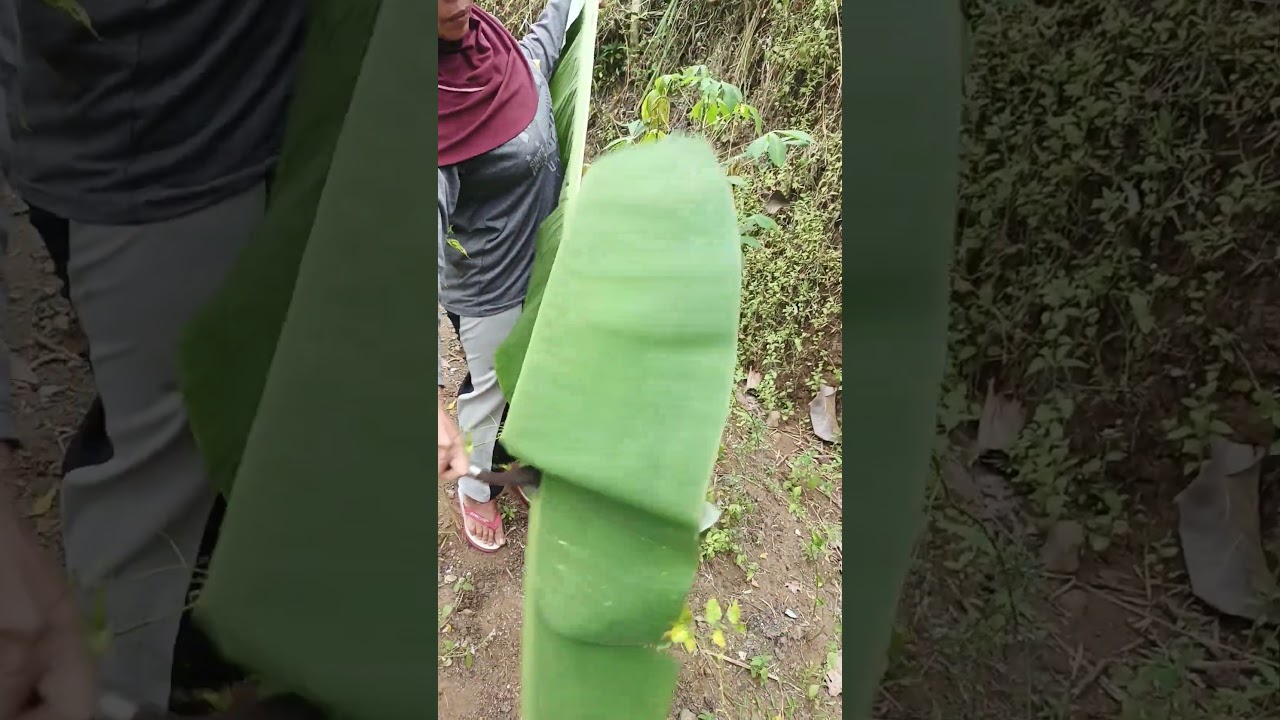 Inilah Teknik Mengambil Daun Pisang Yang Bisa Digunakan Untuk Membungkus Makanan #shorts