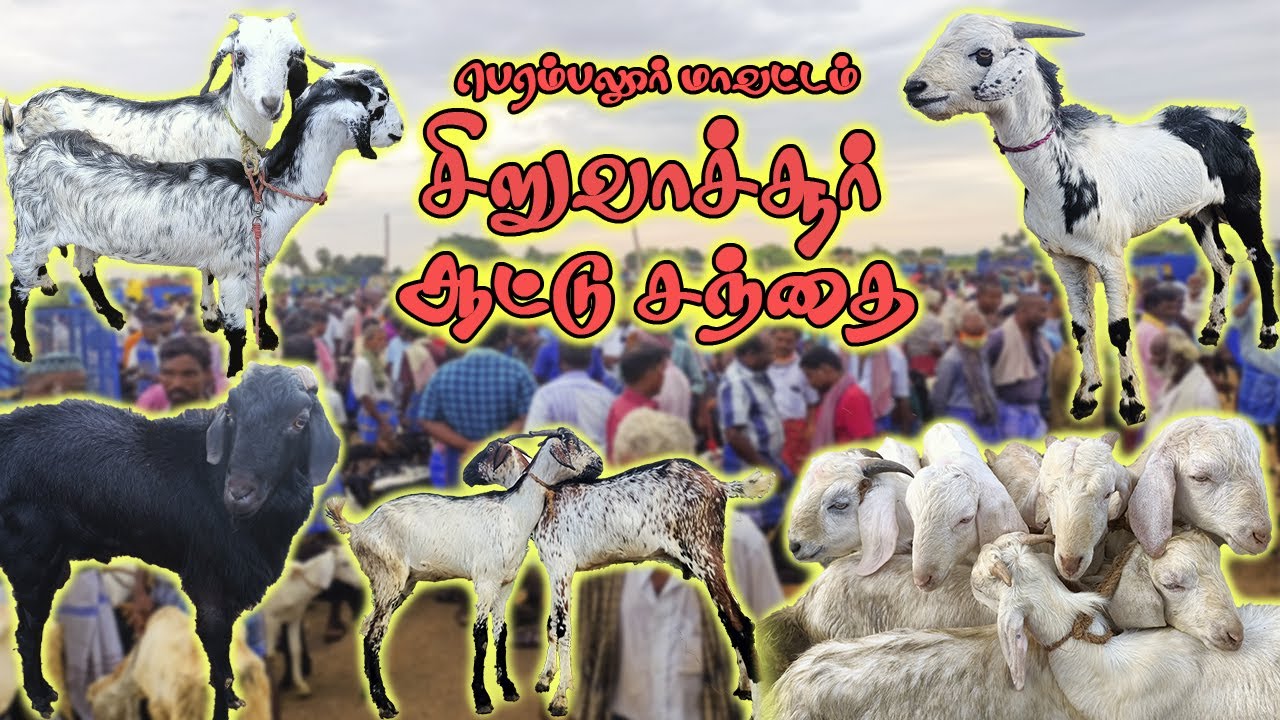 சிறுவாச்சூர் ஆட்டுச்  சந்தை !! | Aattu sandhai | Perambalur Goat Market | Tamilnadu Pets | Tamil