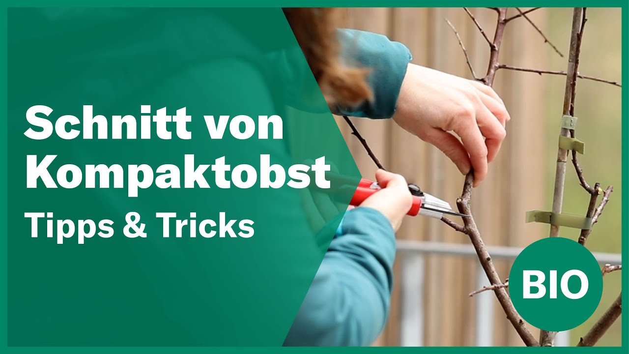 Winterschnitt an Kompaktobstb&auml;umen | Andermatt Biogarten
