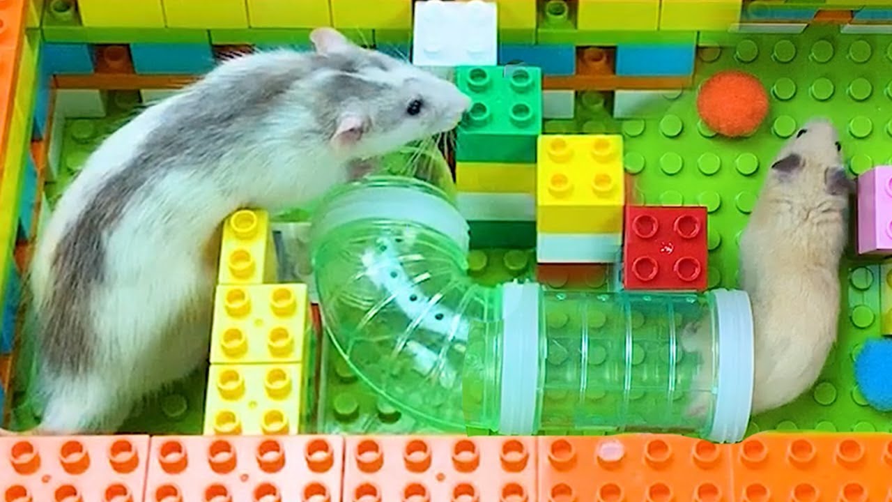 My Funny Pet HAMSTER vs RATS in 6-Level Hamster Obstacle Course Maze