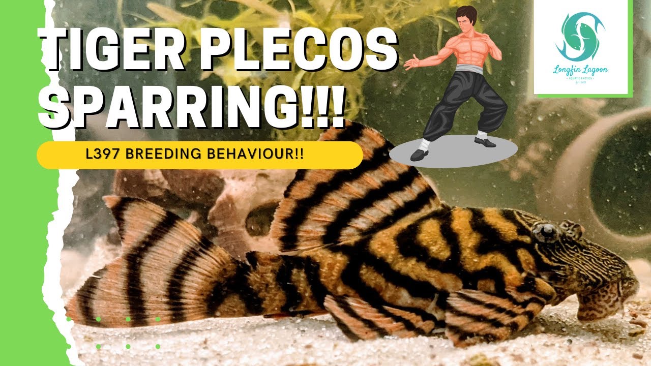 FIGHTING TIGERS!! BEAUTIFUL L397  Alenquer TIGER PLECO SPARRING!! (Mating Behavior #101!!)