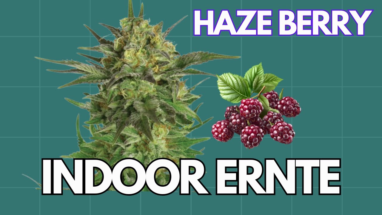 🍓 Indoor Ernte 