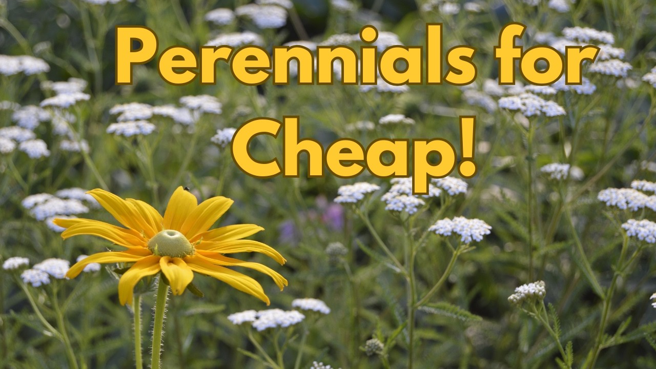 16 Perennials You Can Easily Grow from Seed for a Gorgeous Garden