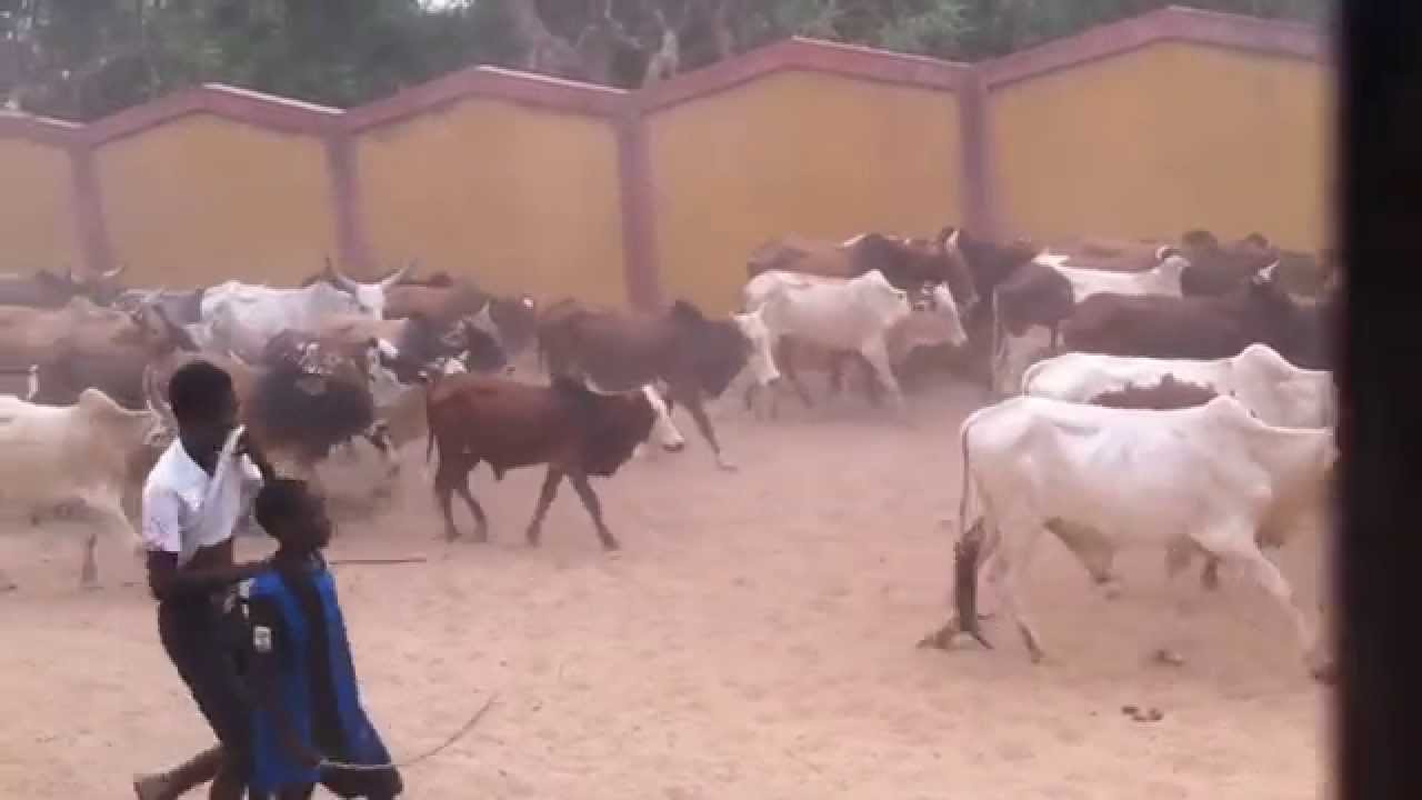 Les 2000 boeufs de Cheikh Bethio Thioune pour celebrer le grand magal de touba 2014