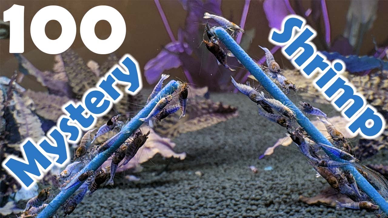 Adding 100 Gentle Giants to the 480 Gallon Aquarium!