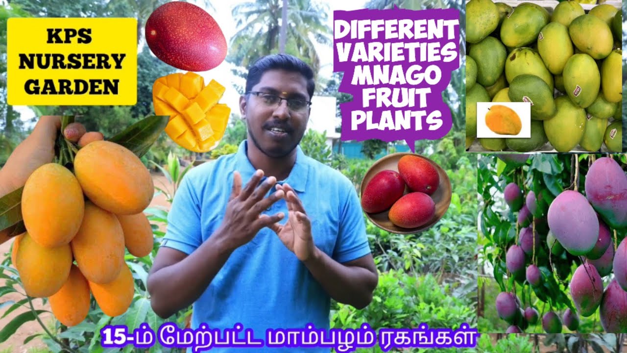 20-ம் மேற்பட்ட மாம்பழம் கன்று நம்மிடம் கிடைக்கும் | அல்போன்சா மாம்பழம் | கேசர் மாம்பழம் | மியாசாகி