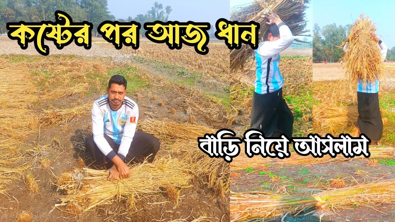 অনেক কষ্টের পর ধান ঘরে তুললাম | গ্রামবাংলার কৃষকের জীবন🌾 Noyon Vai Vlog