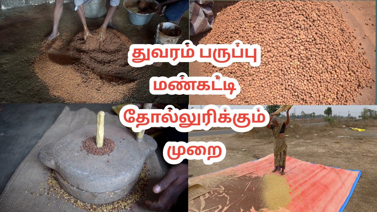 துவரம்பருப்பு மண்கட்டி தோல் உரிக்கும் பாரம்பரிய முறை | Traditional Peeling of Pigeon Pea