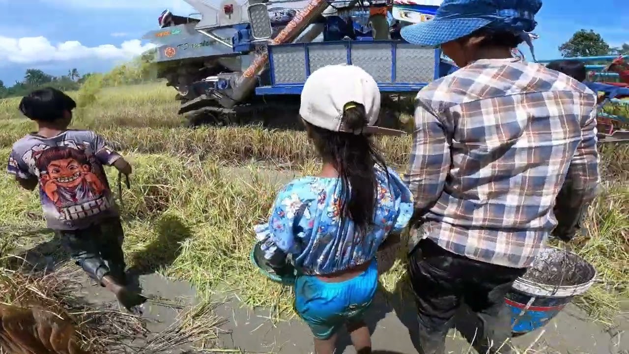 ចាប់ត្រីតាមវាលស្រែ