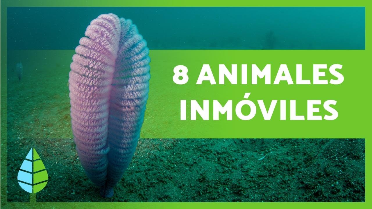 8 ANIMALES que NUNCA se MUEVEN 🐙 ¡Descúbrelos!