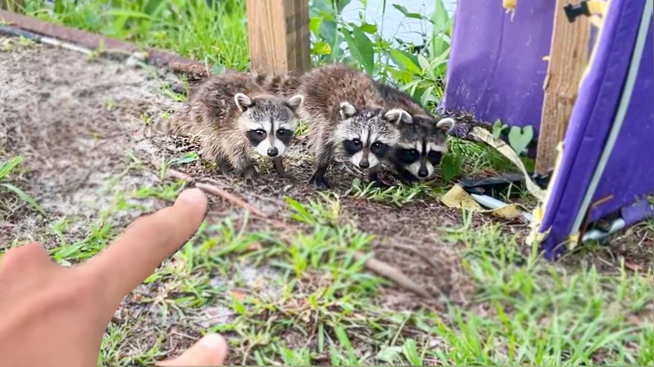 FILHOTES de GUAXINIM PERDIDOS no MEU JARDIM *muito fofos*