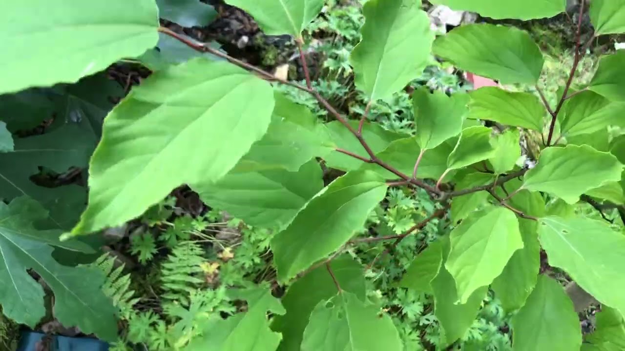Japanischer Rosinenbaum (Hovenia Dulcis) in Deutschland pflanzen