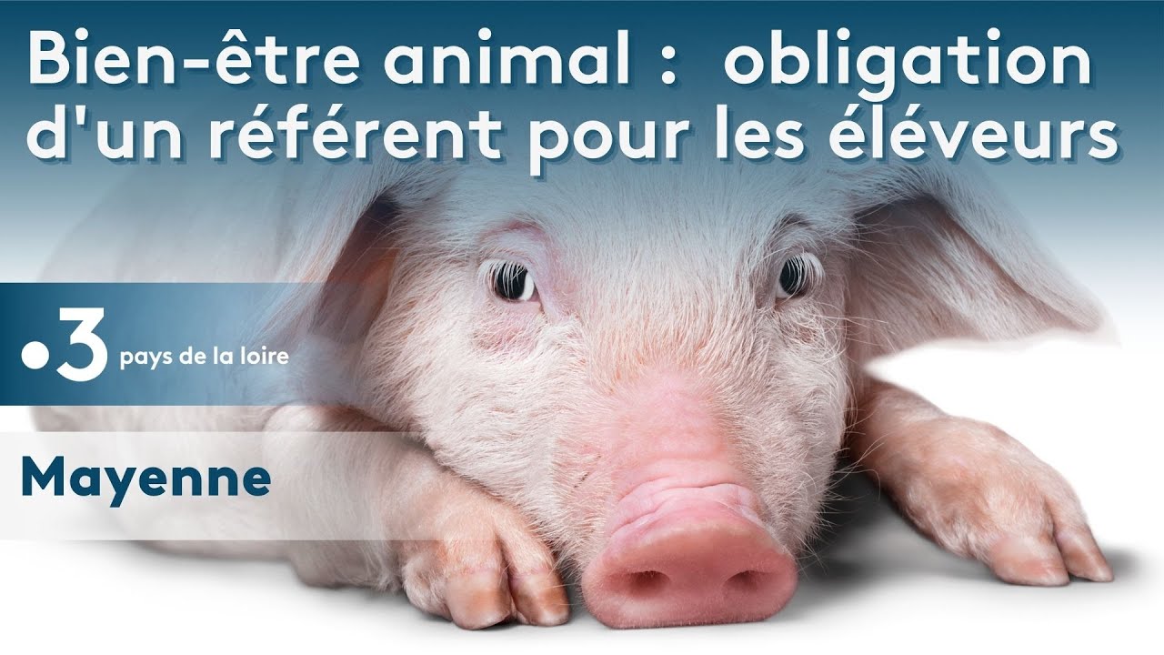Les &eacute;leveurs doivent avoir un r&eacute;f&eacute;rent bien-&ecirc;tre animal