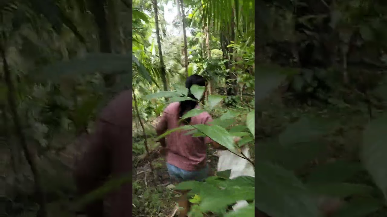 Jungle place