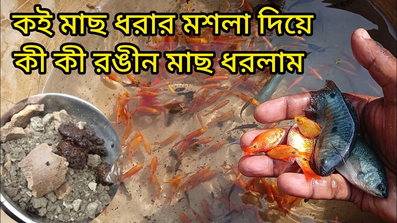 কই মাছ ধরার মশলা দিয়ে কী কী রঙীন মাছ ধরলাম #colourfish #colourfishfram #goraminfish #fishfram #vlog