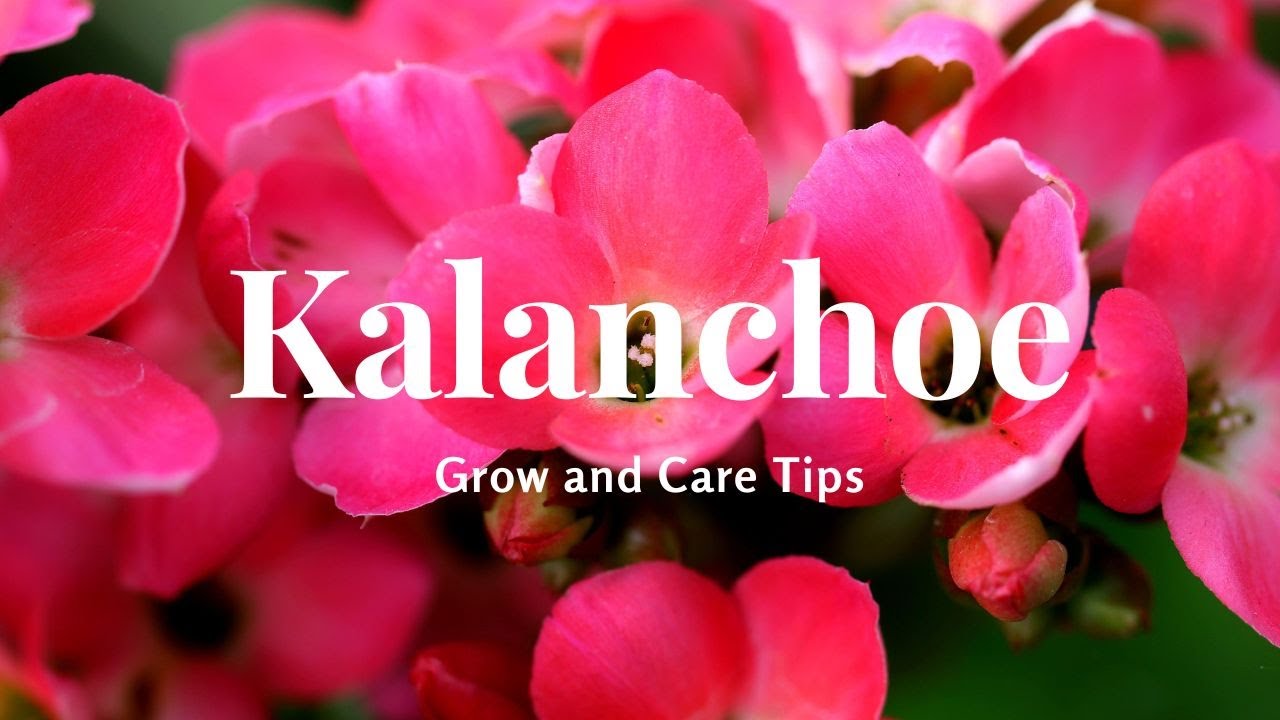 Kalanchoe: Grow and Care Tips