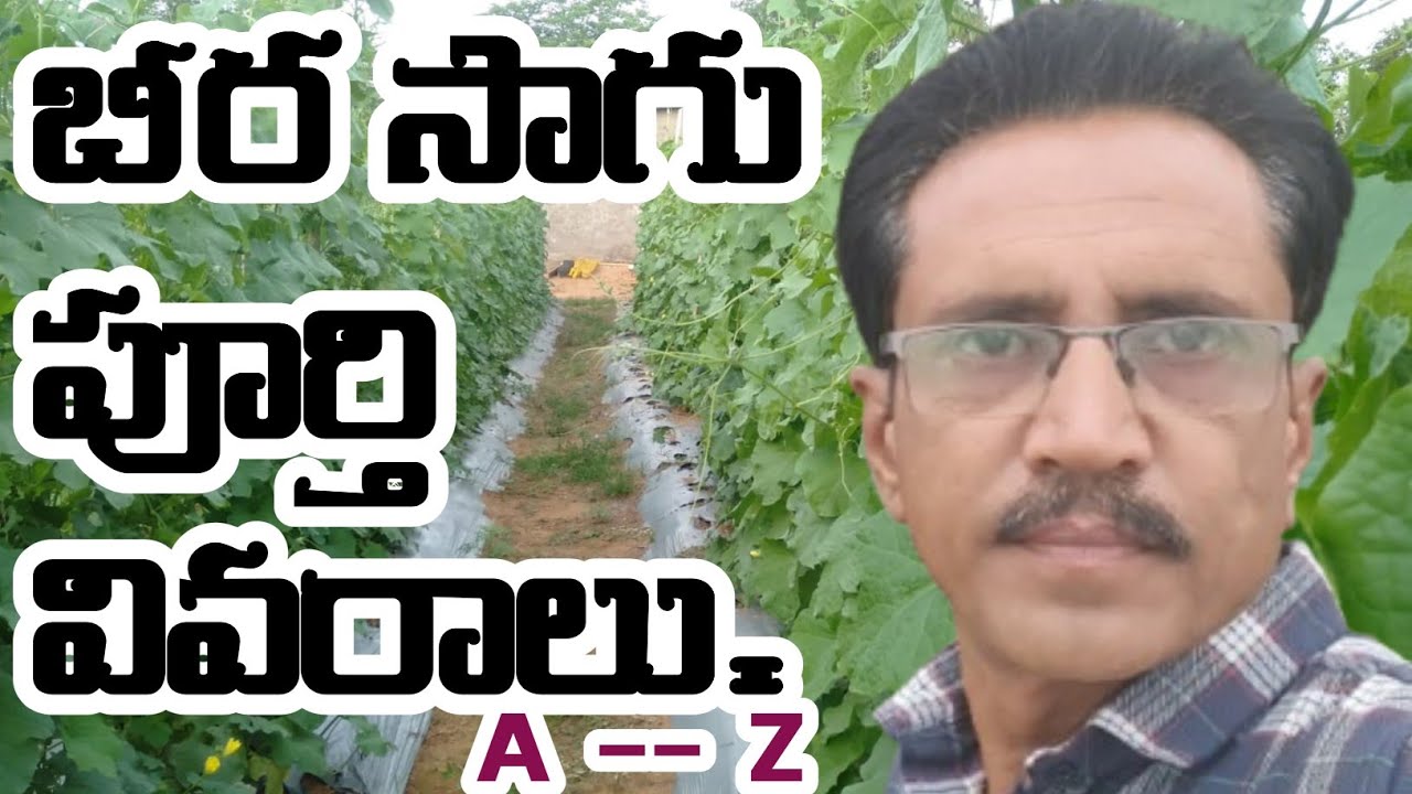 Ridggourd Cultivation In Telugu || Ridggourd Crop || బీర సాగు పూర్తి వివరాలు.