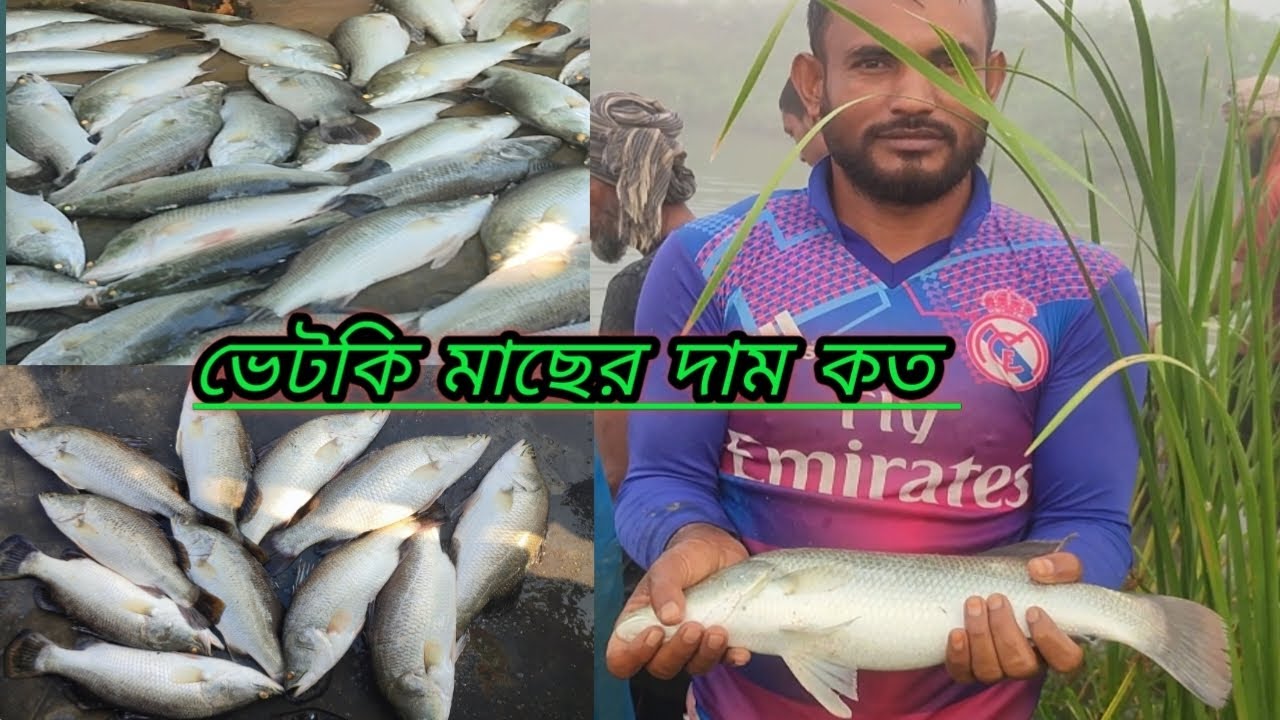 ভেটকি মাছের দাম কত.... ভিডিওটি না দেখলে মিস করবেন