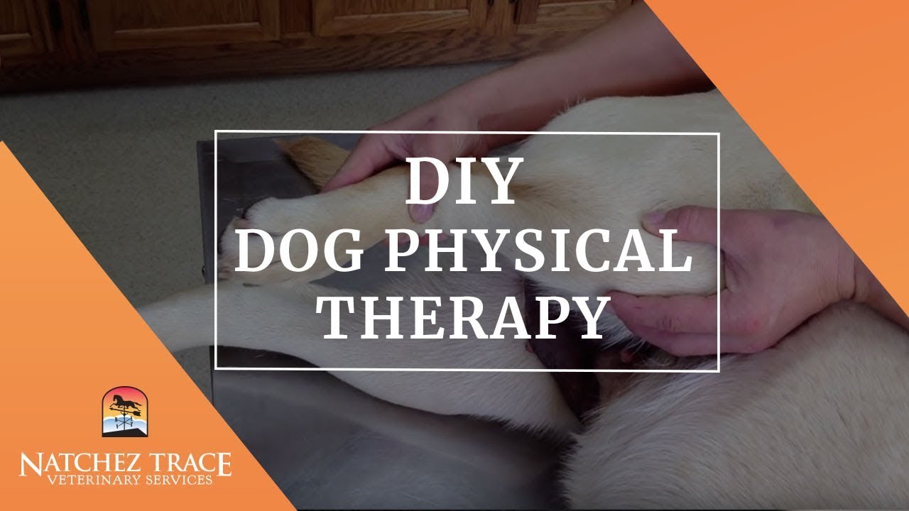 DIY Dog Physical Therapy - ACL, CCL, Cruciate, Knee Ligament - Post Surgery