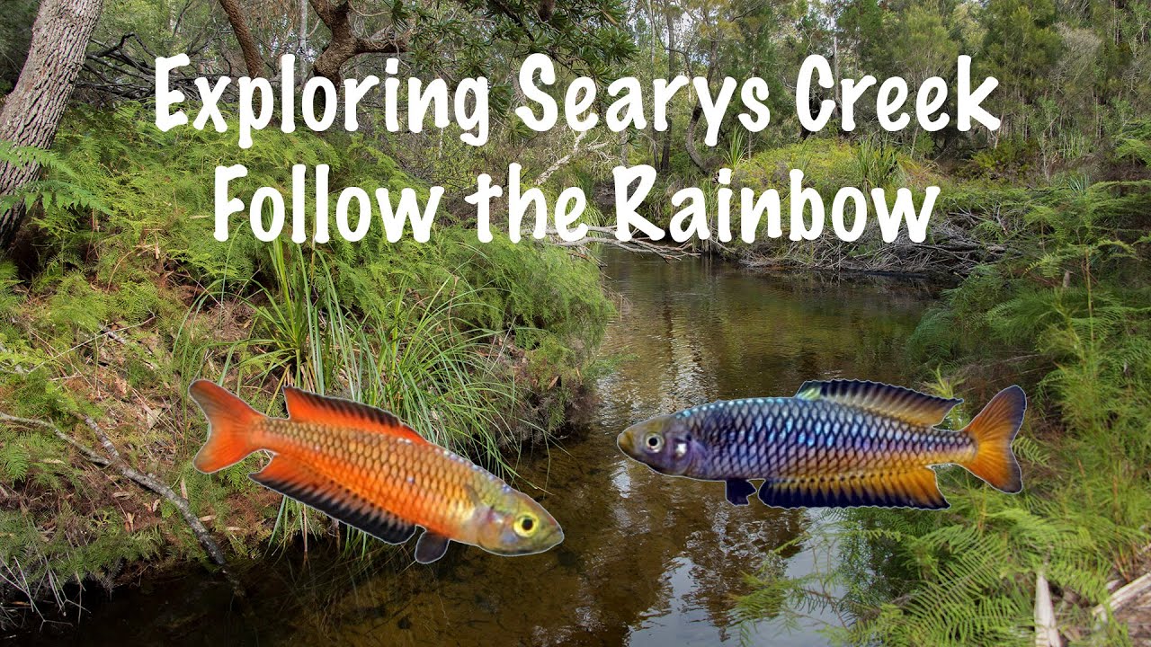 Searys Creek some of the Nicest Ornate Rainbowfish Habitat in Australia and it's inhabitance.