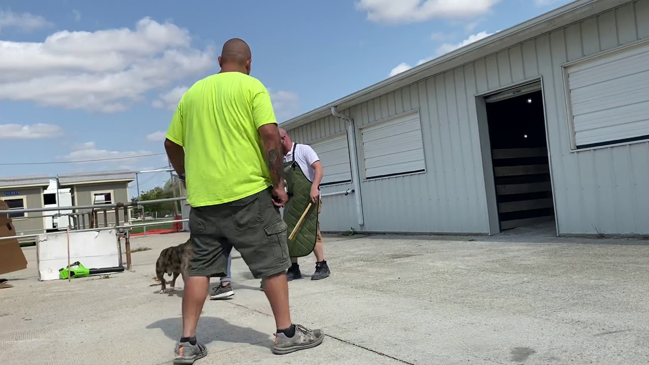 Alapaha Bulldog Registry SAT#7 Alapaha Blue Blood Bulldog EAK&rsquo;s Summer Storm