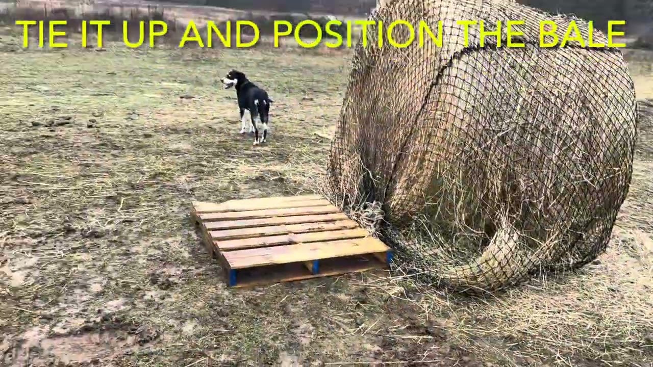 HAY CHIX NETS WORK GREAT-2