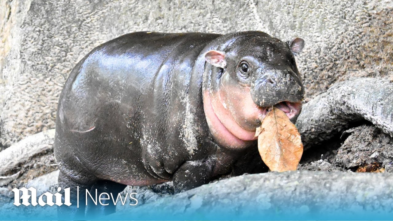 Moo Deng: The viral baby pygmy hippo becomes global TikTok star at zoo in Thailand