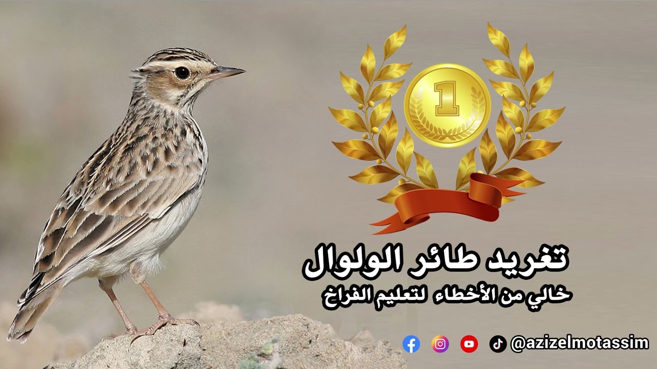 تغريد طائر الولوال
