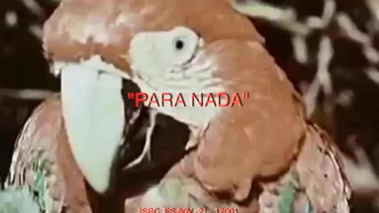 Xarim Aresté - Para Nada - Marx Esteria de la Franja