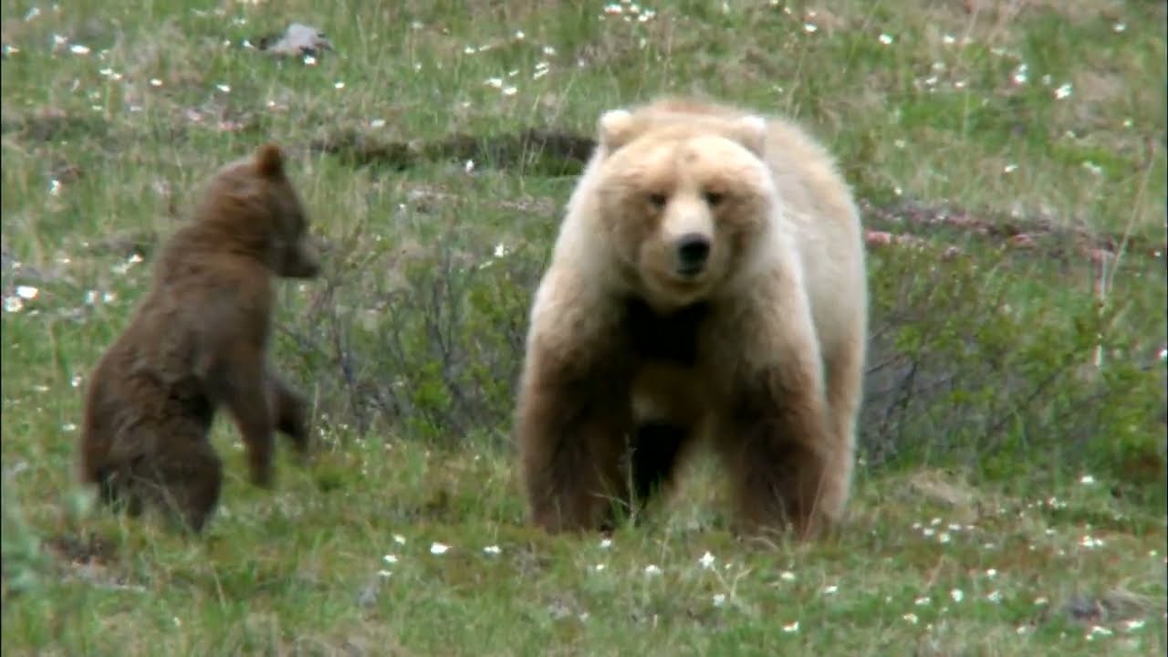 Heartbeats of Denali