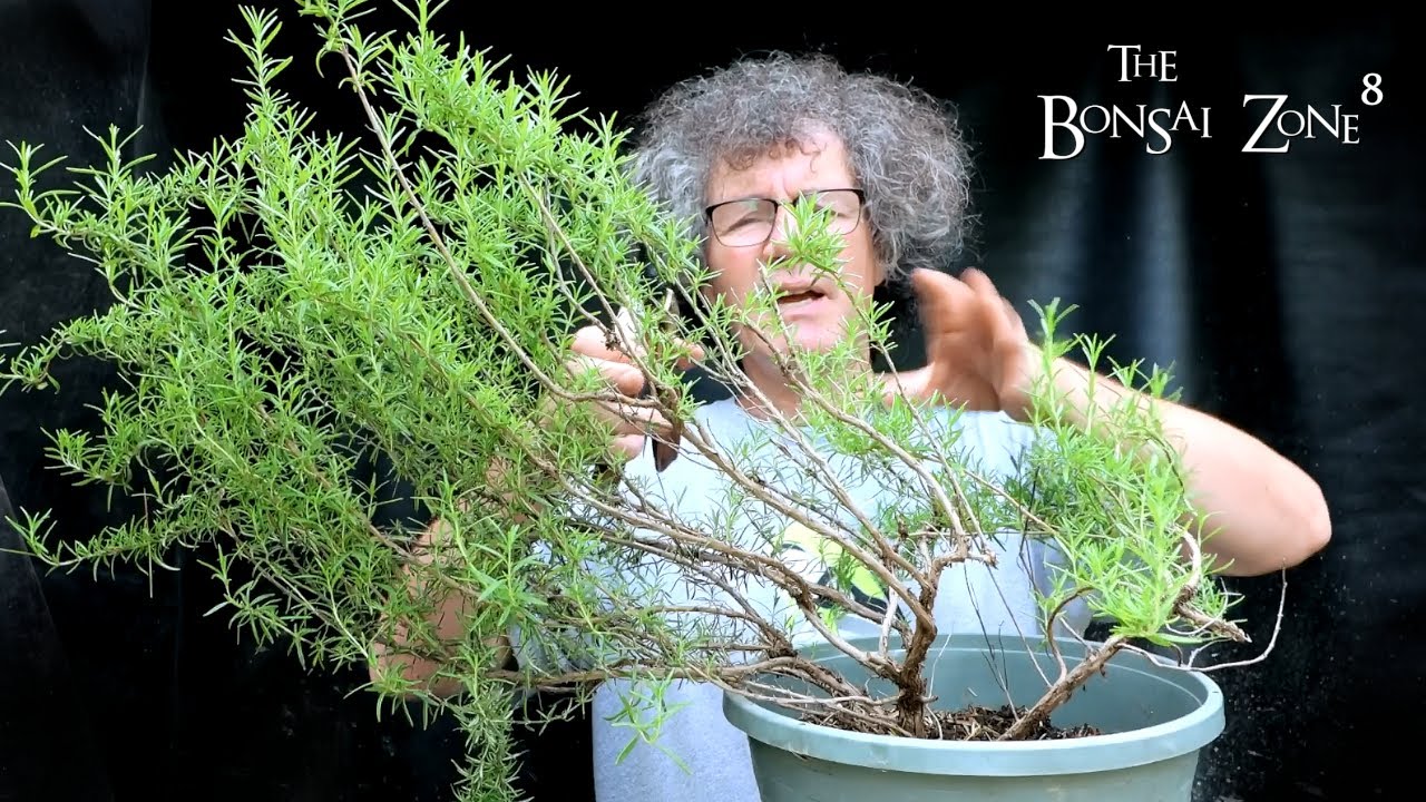Trimming a Rosemary and Potting My Baobab Seedlings, The Bonsai Zone, July 2021