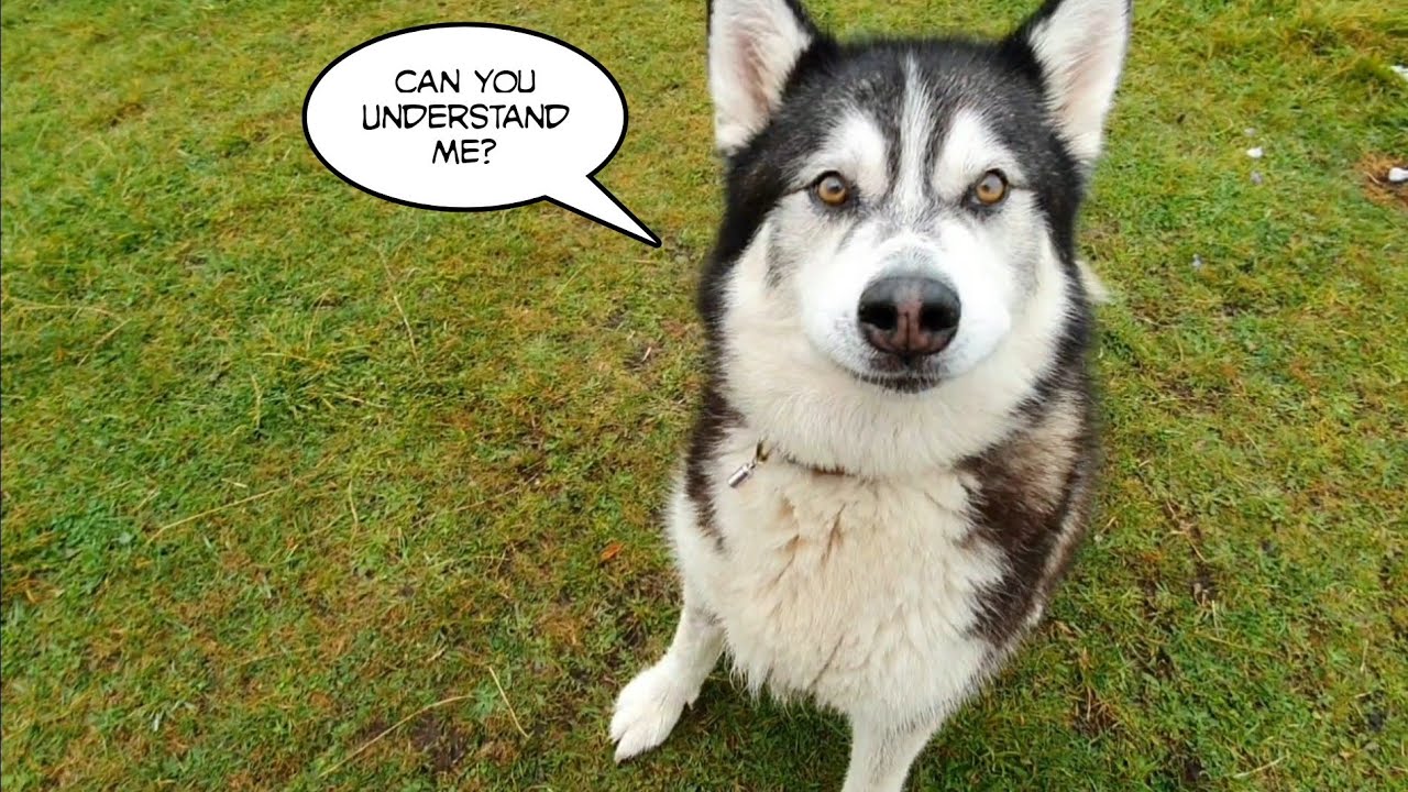 Cute Dog tells me what he wants for his Birthday