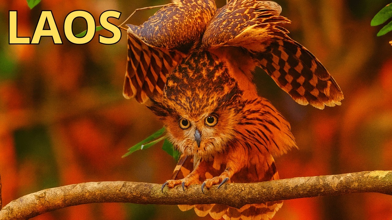 Birds of Laos – 15 Strange Species You Won’t Believe Exist