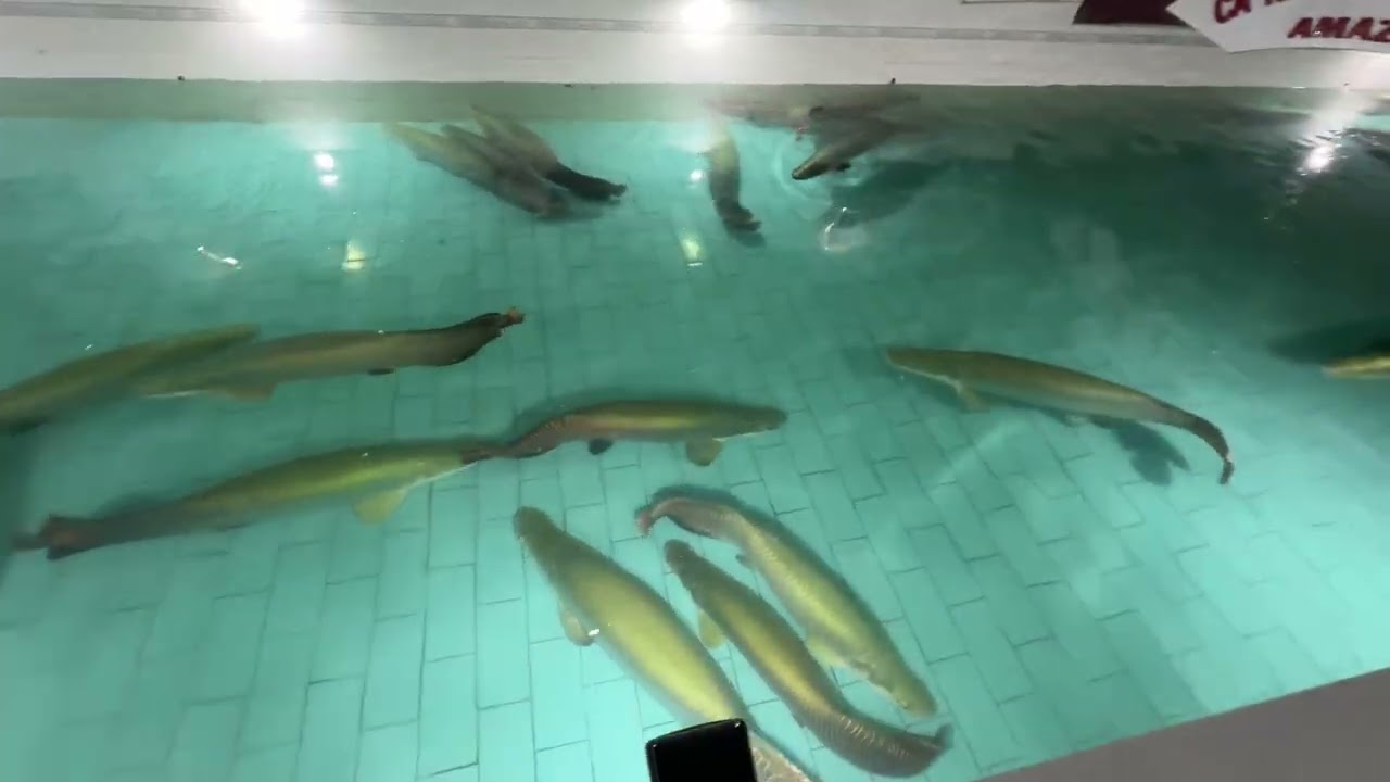Full pond of big gold fishes