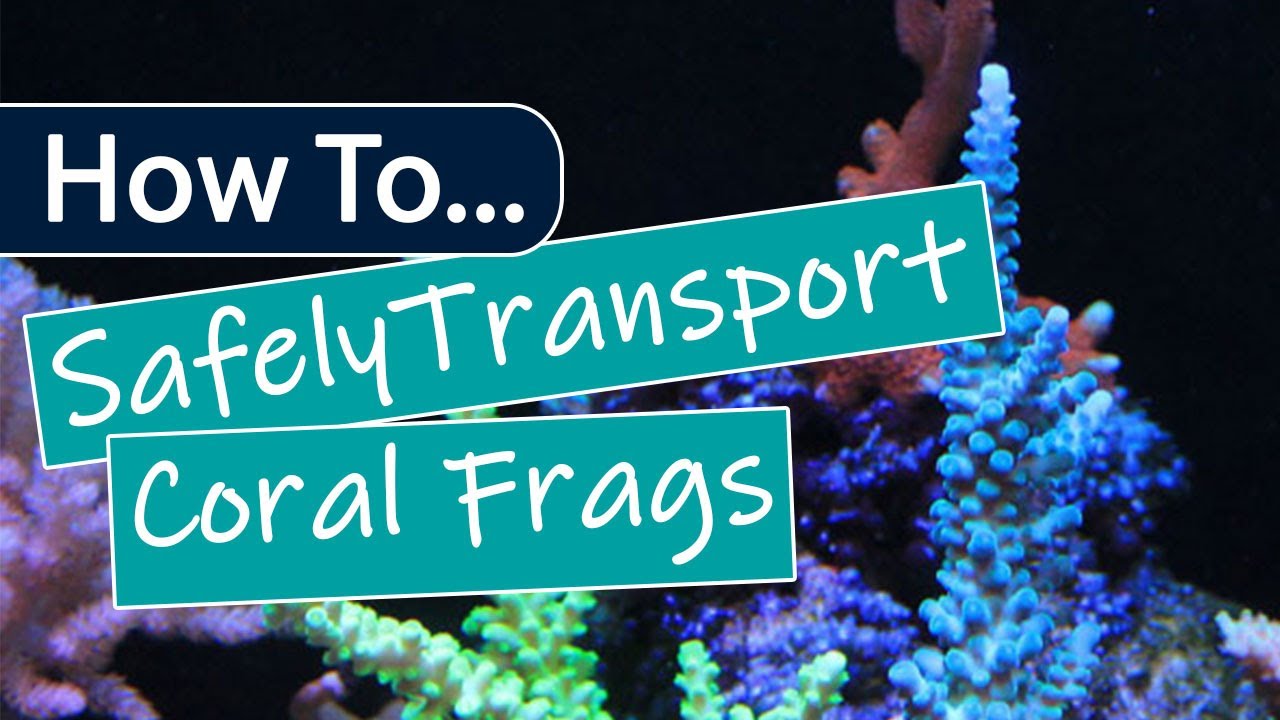 How To Transport Coral Frags - Simple DIY Container Tutorial