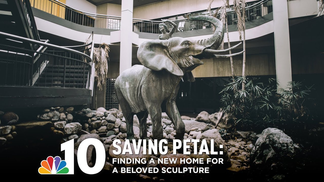 What About Petal? Orphaned Mall Elephant's Uncertain Future