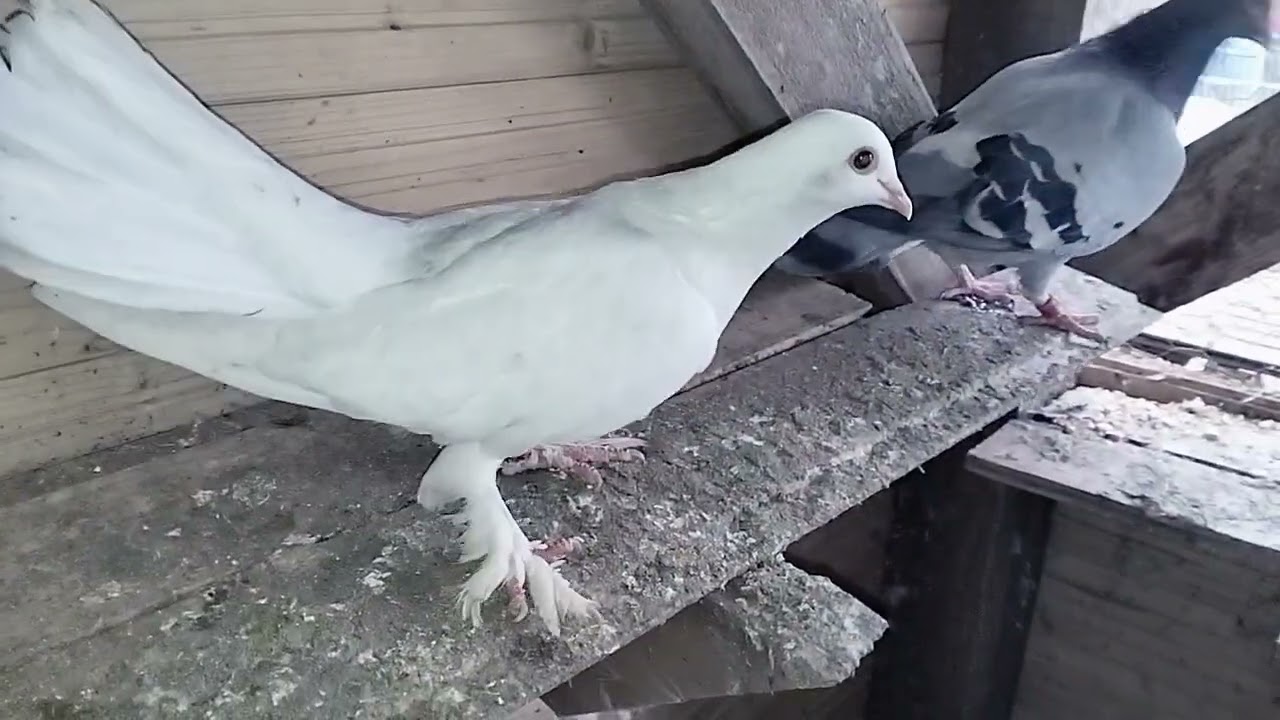 Am făcut curat la porumbei