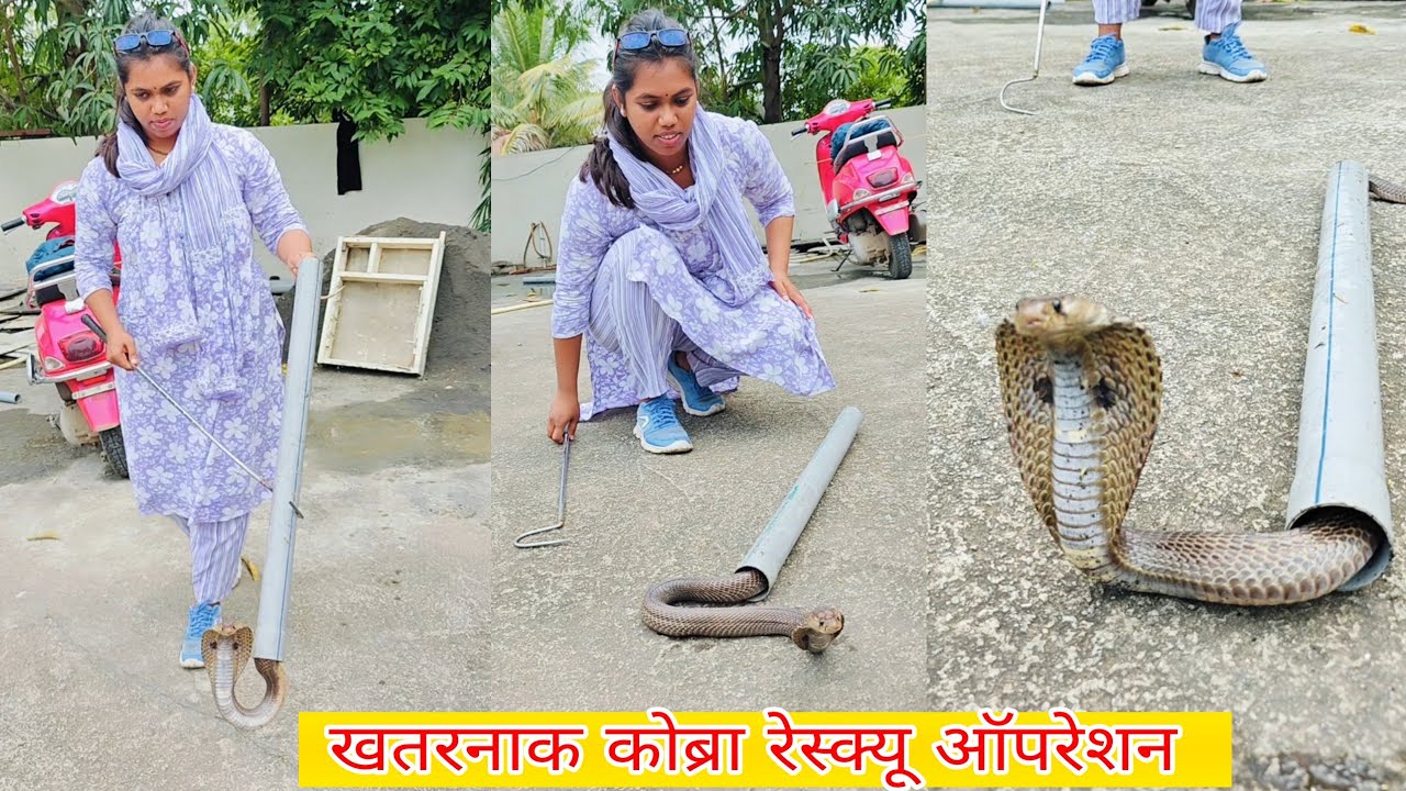 😱😱बापरे भल्या मोठ्या नागाला🐍 बिळामधून ट्रॅप मध्ये फसवून कसे बाहेर काढले पाहा😳😳
