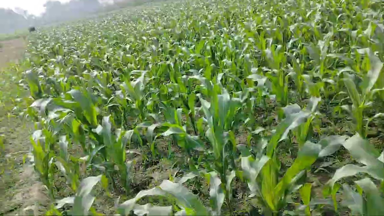 আগামী কাল কাকে ভোট দেবেন?