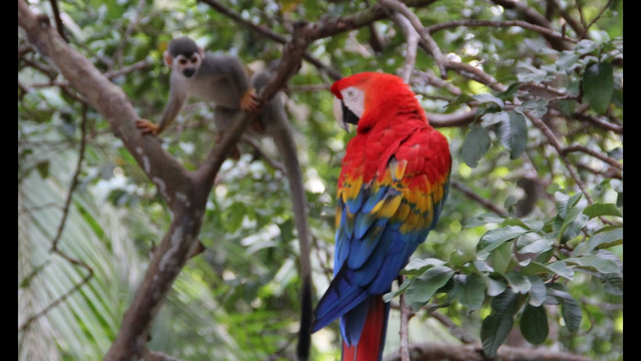 Amazon Jungle Tours from Manaus