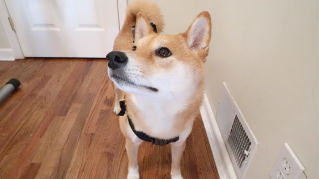 DOG TOO SMART FOR HIDE AND SEEK! | GoPro Footage