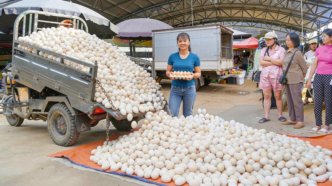 Timelapse - Huge Duck Egg Harvest 🥚 Collecting 1000+ Fresh Duck Eggs from Duck Farm