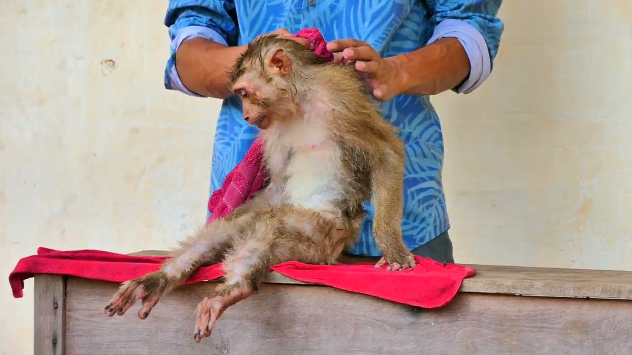 monkey MOKA taking a bath with Soap to make sue she got very clean