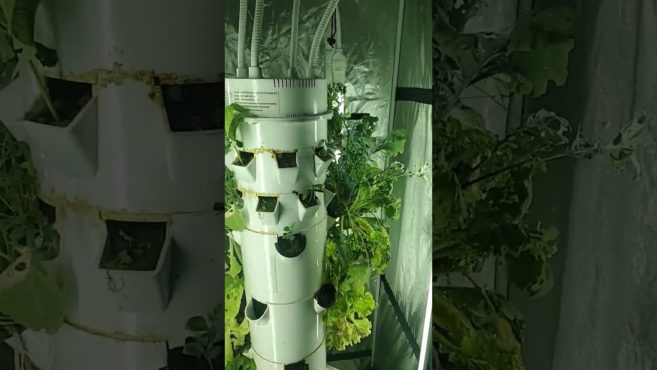 aeroponics time for a cleaning #aeroponics #towergarden #cleaningtime