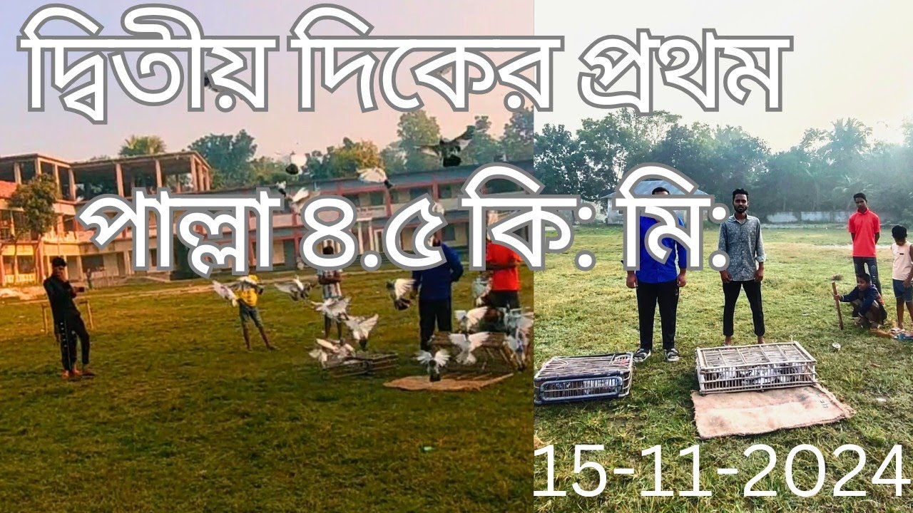 আল্লাহর রহমতে এটা পূর্বদিকে প্রথম পাল্লা ৪.৫ কি: মি: #viralvideo#pigeon#pigeon market#kobutor #bird