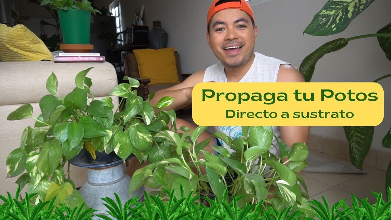 CÓMO PROPAGAR Y TRASPLANTAR TU POTOS FÁCILMENTE | Guía Completa Paso a Paso