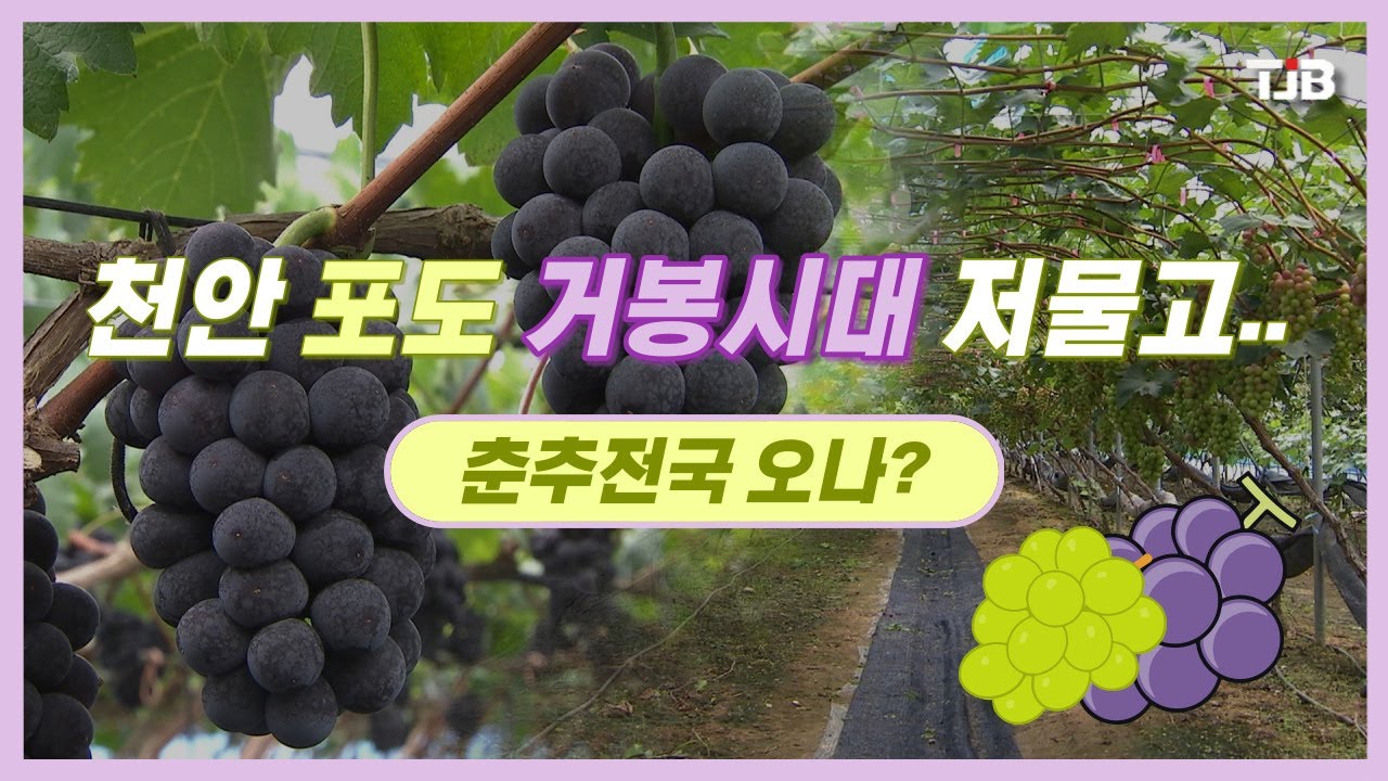 천안 포도 거봉시대 저물고.. 춘추전국 오나?｜ TJB 대전&middot;충남&middot;세종뉴스