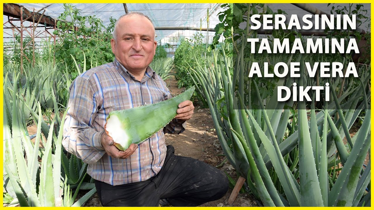 4 Dönüme Aloe Vera Dikti; Yılda 90 Bin Lira Kazanç Hedefliyor